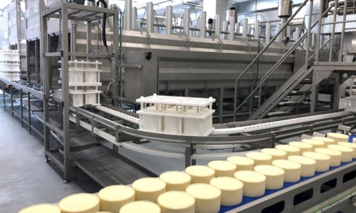 Rounds of cheese moving along a conveyor beside stainless steel processing equipment